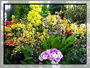 Ogród, Różne, Kolorowe, Kwiaty