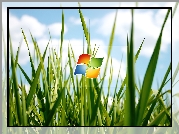 Logo, Windows, Trawa