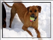 Rhodesian ridgeback, śnieg, piłka