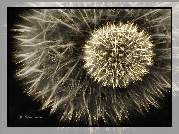 Dmuchawce, Fractalius