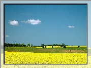 Rzepakowe, Pole, Warmia