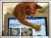 Kot, Przy, Komputerze