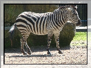 Zebra, ZOO