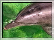 Delfin, Zielona, Woda