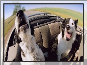 Psy, Border Collie, Kabriolet