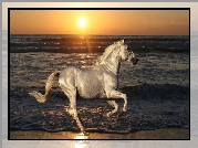 Koń, Woda, Zachód, Słońca