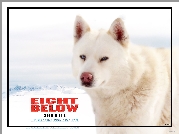 Eight Below, biały, pies