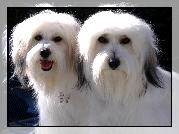 Dwa, Coton de Tulear