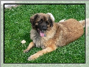 Leonberger, piłeczka