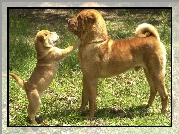 dorosły, szczeniak, Shar Pei, trawa