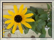 Rudbekia błyskotliwa, Rudbeckia fulgida