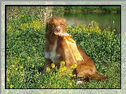 Retriever z Nowej Szkocji, medal