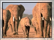 słonie, kły, słoniątko