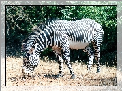 Mała, Zebra