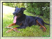 Owczarek francuski Beauceron, jęzor, kij