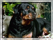 Czarny, Rottweiler