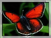 Motyl, Skrzydełka