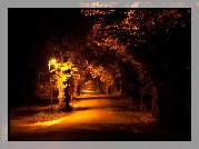 Droga, Drzewa, Lampa, Oświetlenie