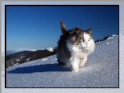 Kot, Śnieg, Sierść