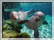 Dwa, Delfiny, Oceanarium