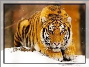 Tygrys, Śnieg