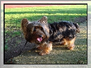 Australian Silky Terrier