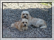 Dandie Dinmont Terrier, kamyki