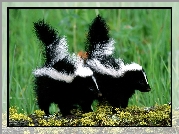 Skunksy, las