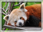 Mała, Panda, Pandka ruda