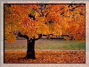 Jesień, Drzewo, żółte Liście