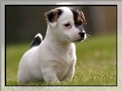 Szczeniak, Jack Russell Terrier