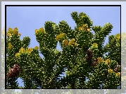 Araucaria
