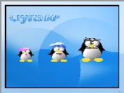 Linux, pingwin, rodzina, czapka, wąsy