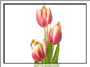Trzy, Różowe, Tulipany