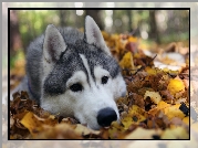 Siberian Husky, Liście