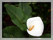 Kwiat, Biały, Liście, Kalia