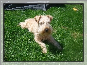 Lakeland Terrier, pszeniczne, umaszczenie