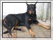 Beauceron, łapy