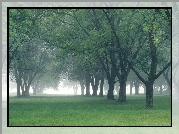 Park, Mg�a, Drzewa