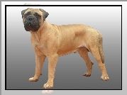 Bullmastiff