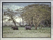Afryka, Słonie