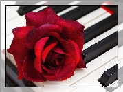 Róża, Klawisze, Fortepian