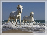 Konie, Fale, Plaża, Kłus