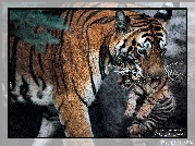 Tygrysy, Zdjęcie, Wykonał, Michael Nichols