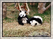 Misie, Panda, Huśtawka, ZOO