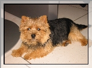 czarno-rudy, Norwich terrier