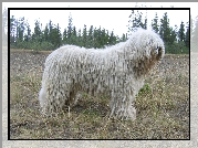 biały, Komondor