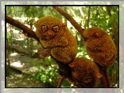 Małe, Małpki, Bohol Tarsier