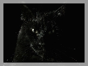 Kot, Czarny, Oczy, Wąsy