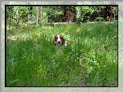 Springer spaniel walijski, wysoka, trawa